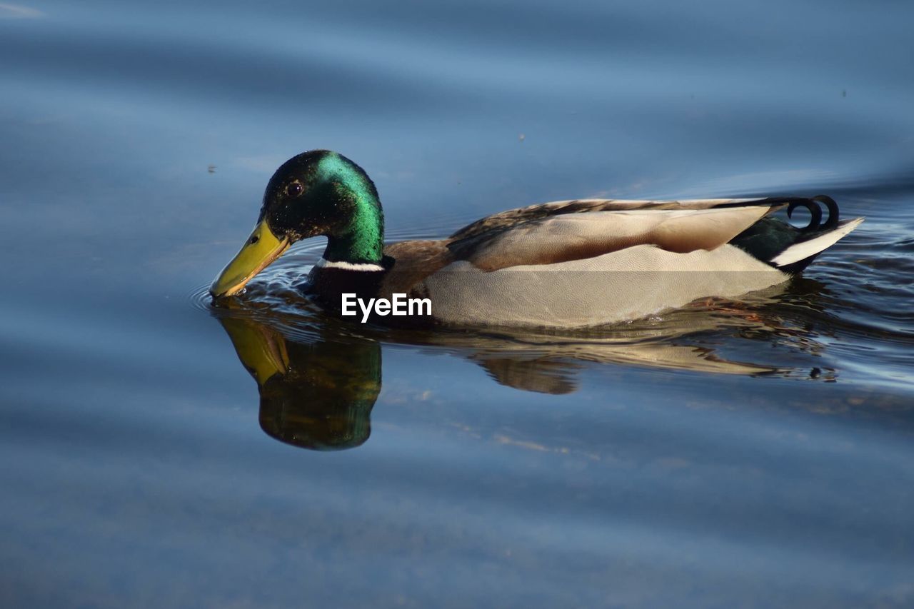 Side view of mallard duck swimming on lake