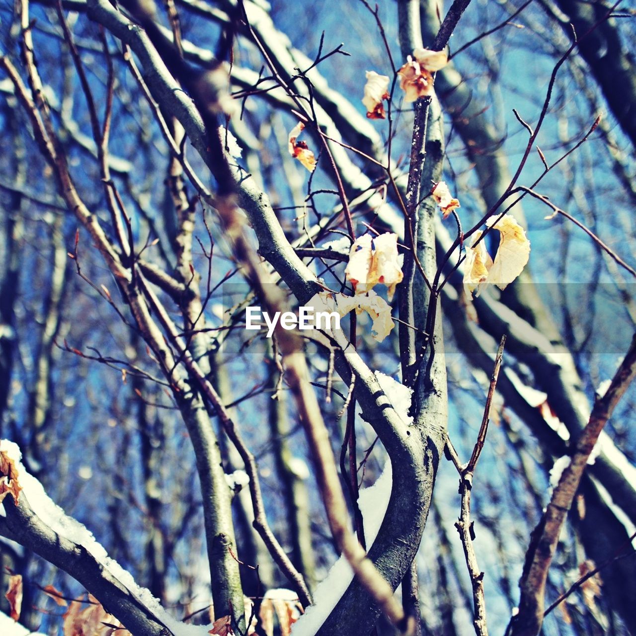 Low angle view of tree branch