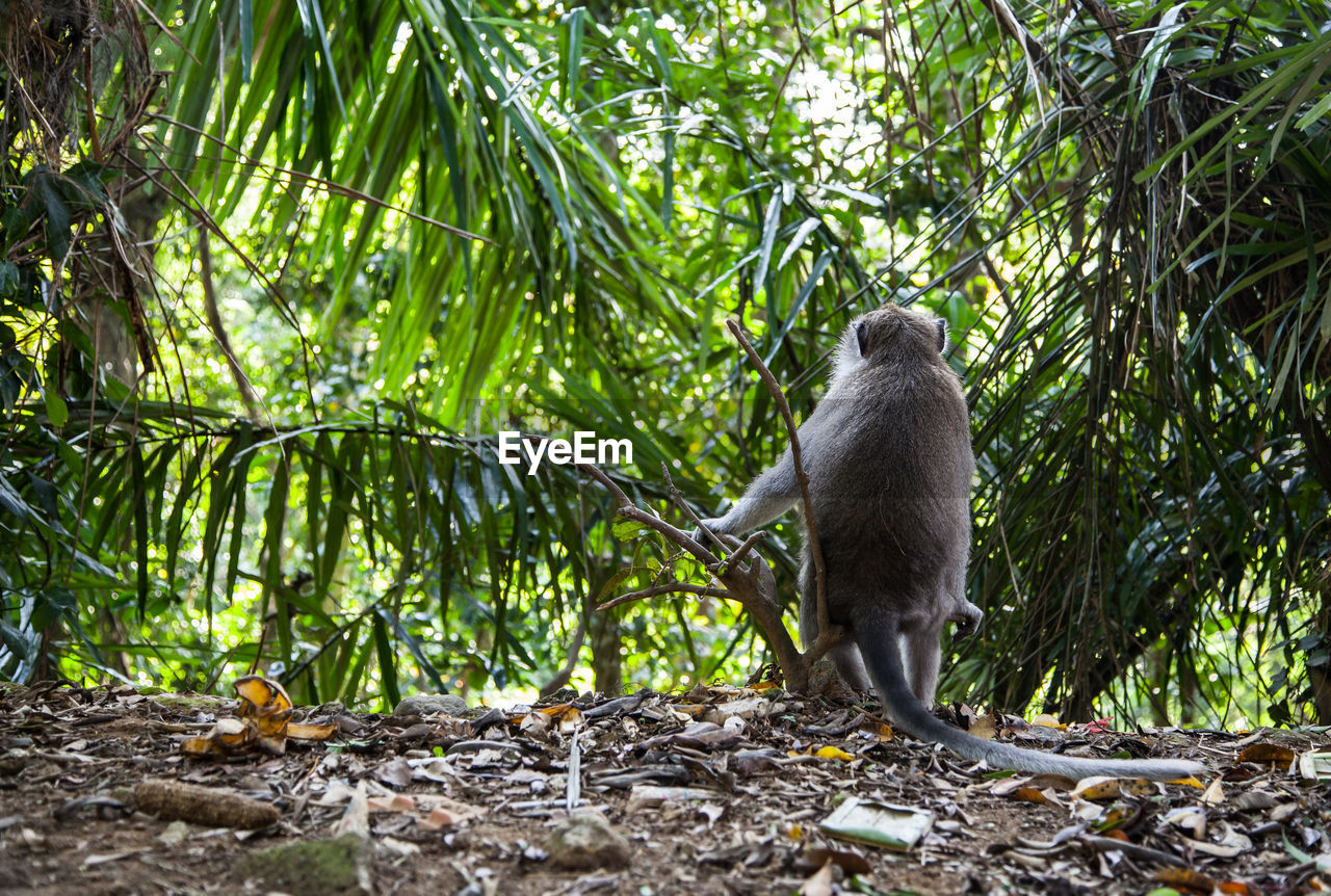 MONKEY IN FOREST