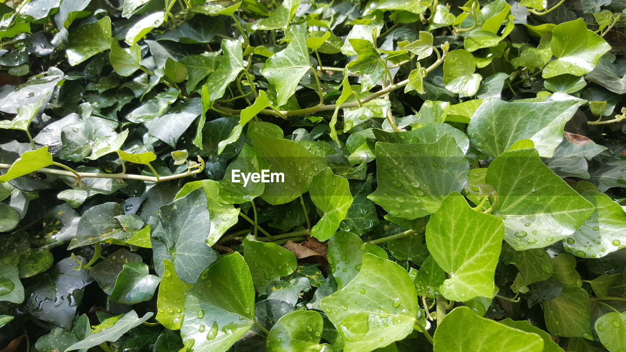 FULL FRAME SHOT OF WET PLANTS