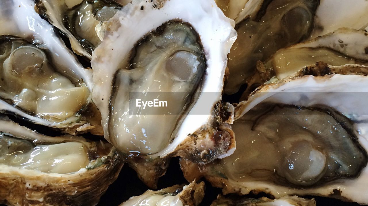 Close-up of raw oysters