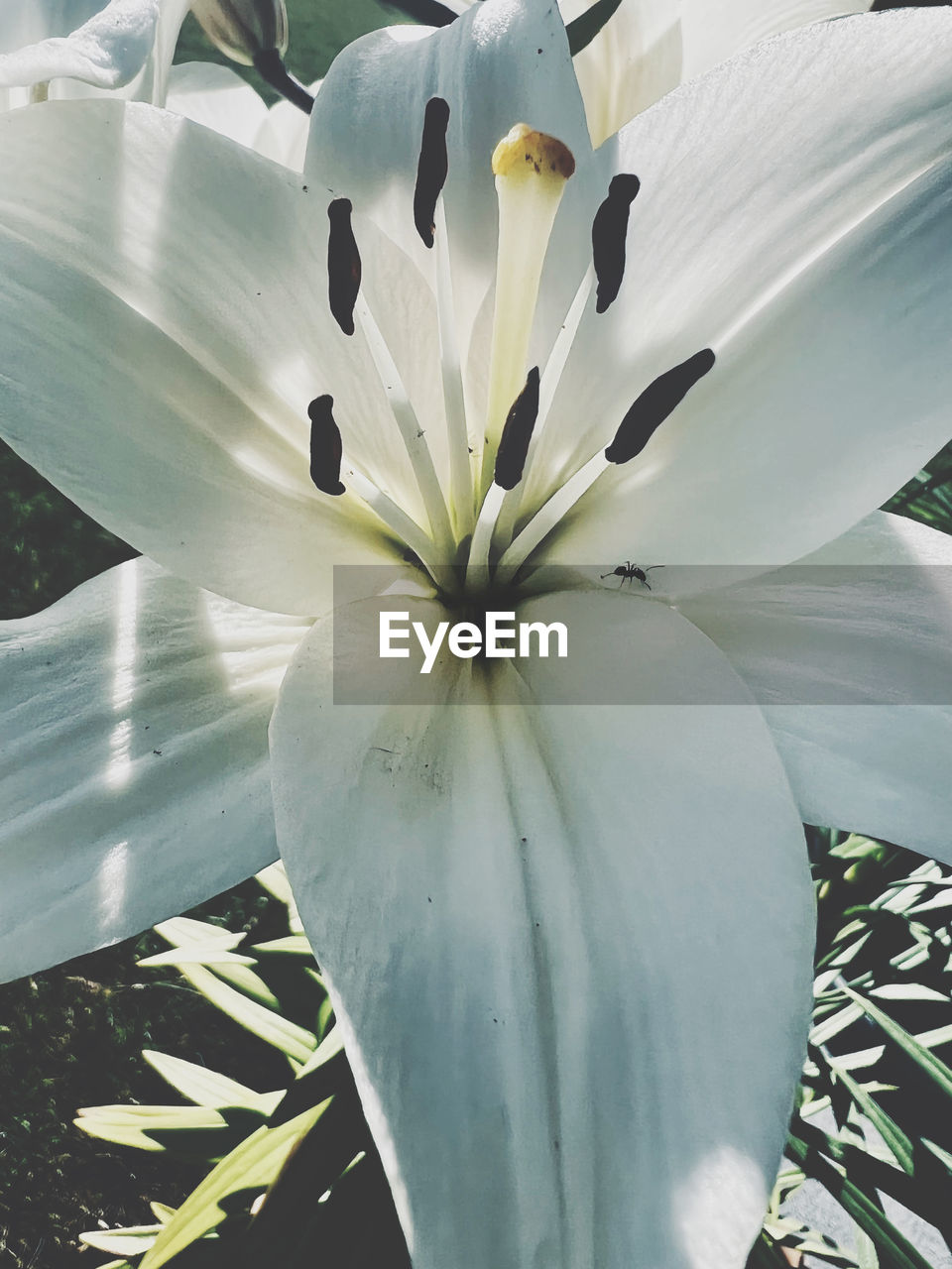 flower, flowering plant, plant, freshness, beauty in nature, lily, close-up, growth, fragility, petal, flower head, inflorescence, white, nature, no people, pollen, botany, stamen, blossom, leaf, outdoors, day, plant part