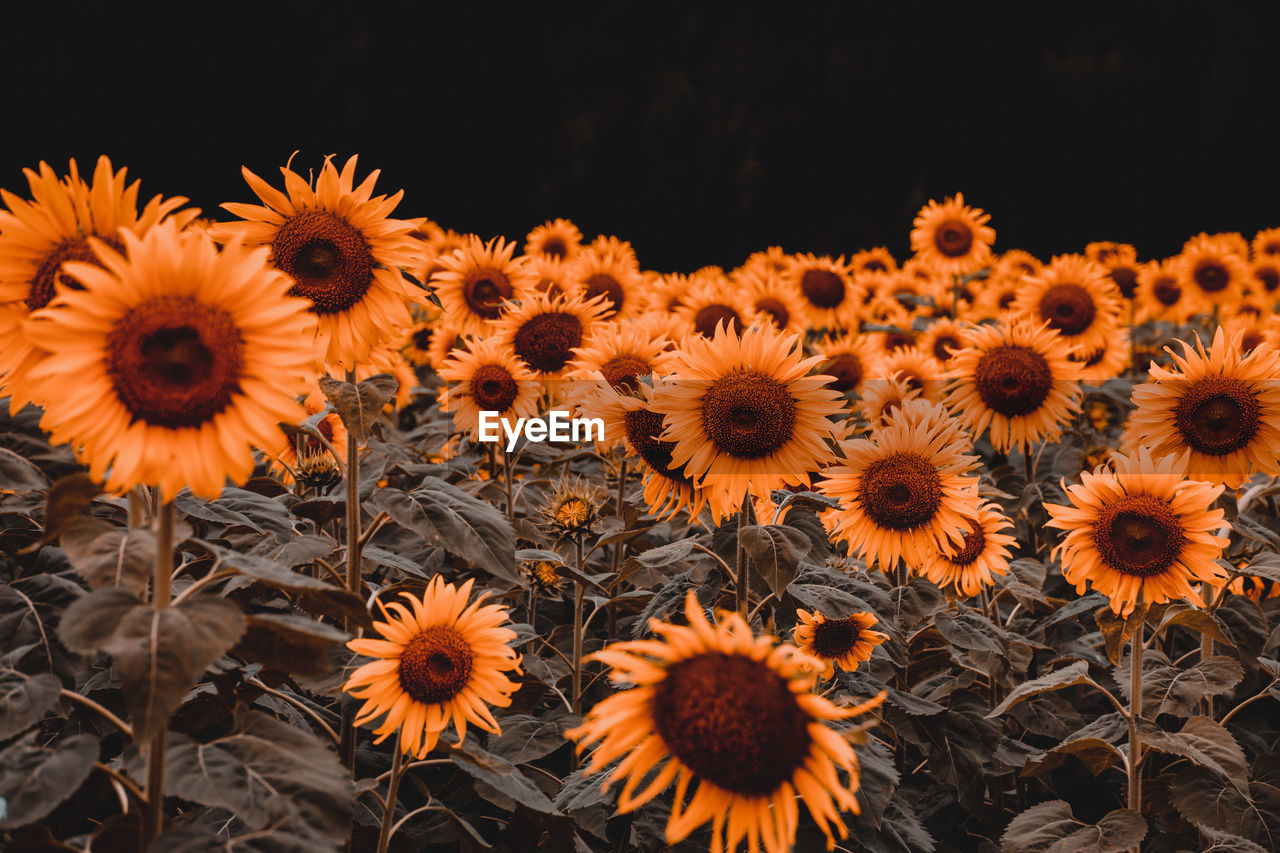 Close-up of sunflowers against black background