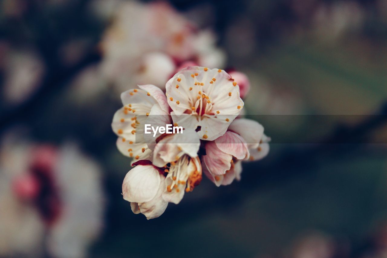 Close-up of fresh flowers blooming outdoors