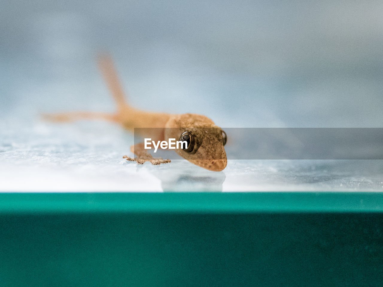 Close-up of gecko