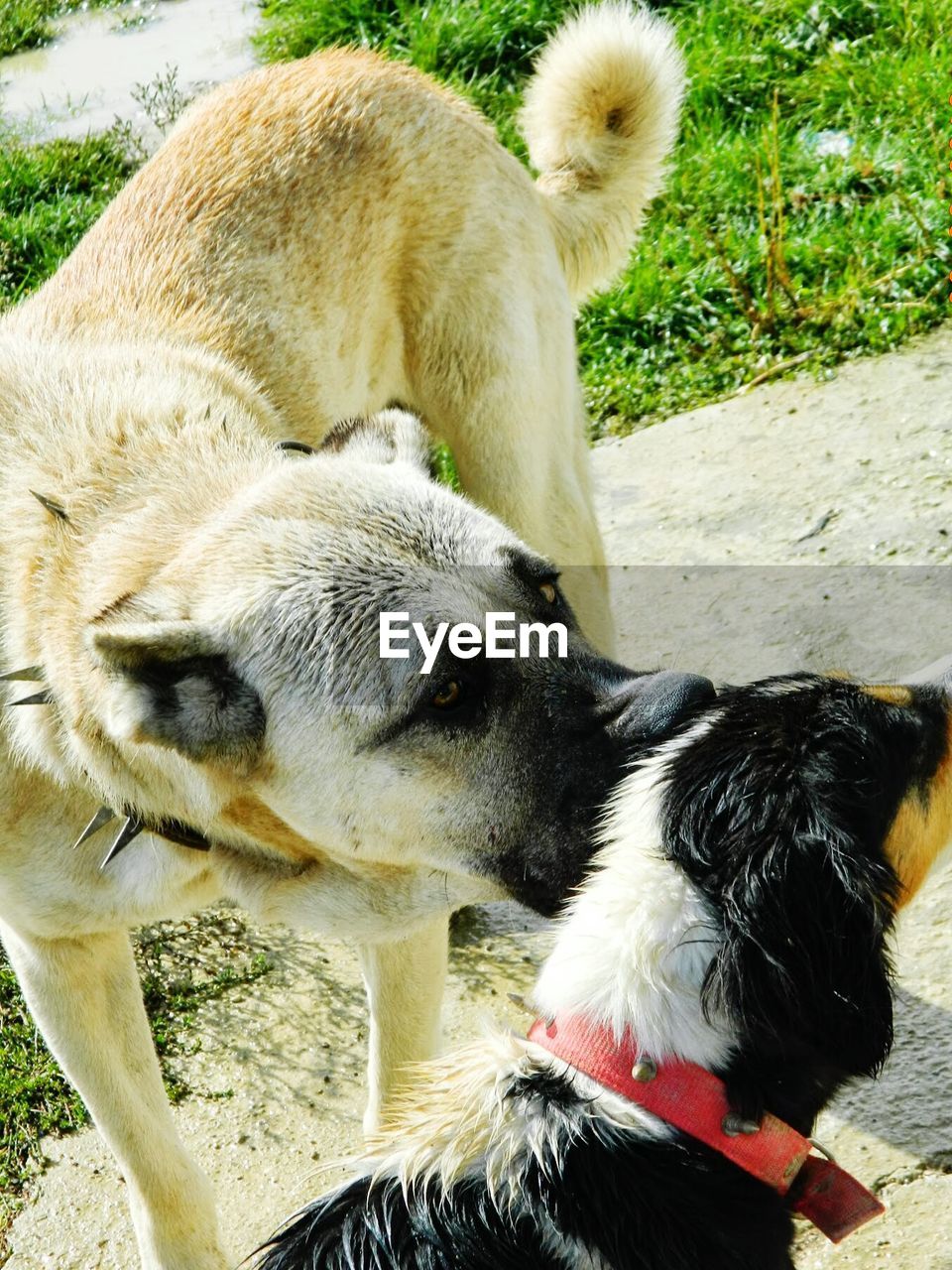 High angle view of dogs on footpath