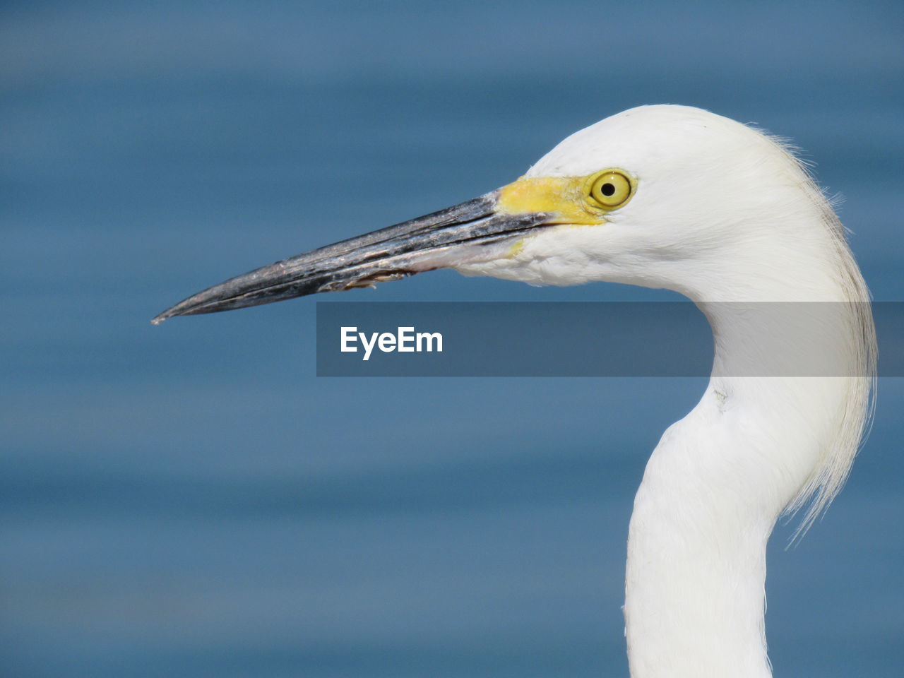 Close-up of egret against lake