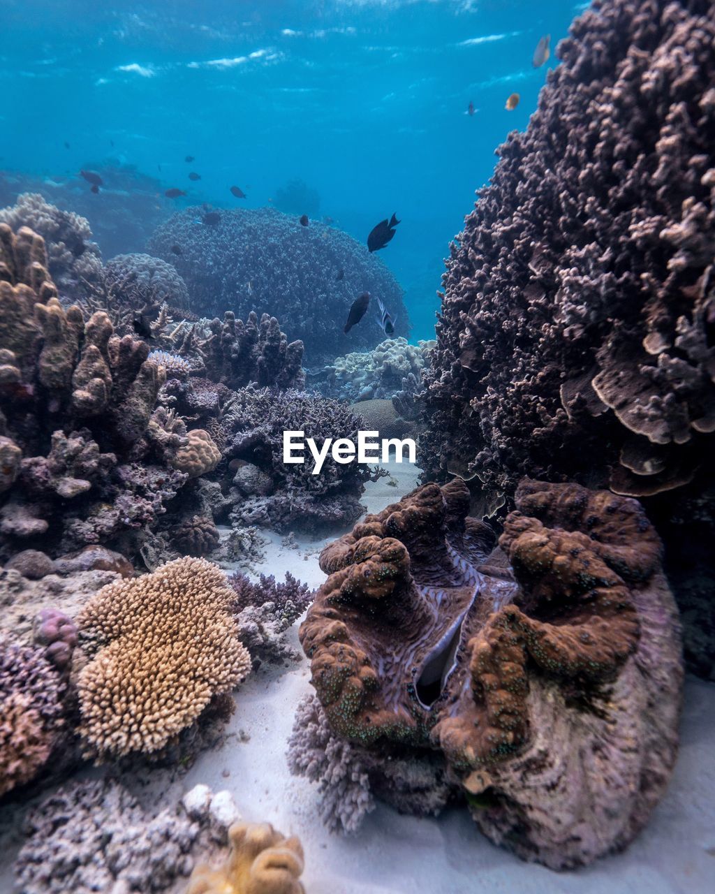 Fish swimming by coral in sea