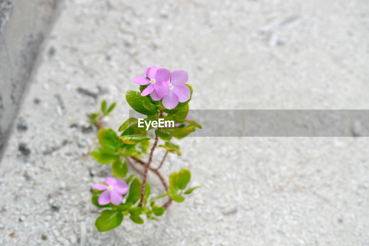 Close-up of pink flowers blooming outdoors