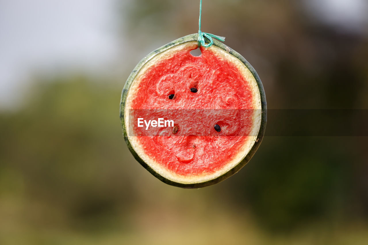 Close-up of dry watermelon slice hanging outdoors