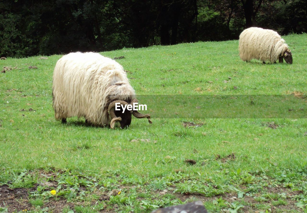 Sheep grazing in a field