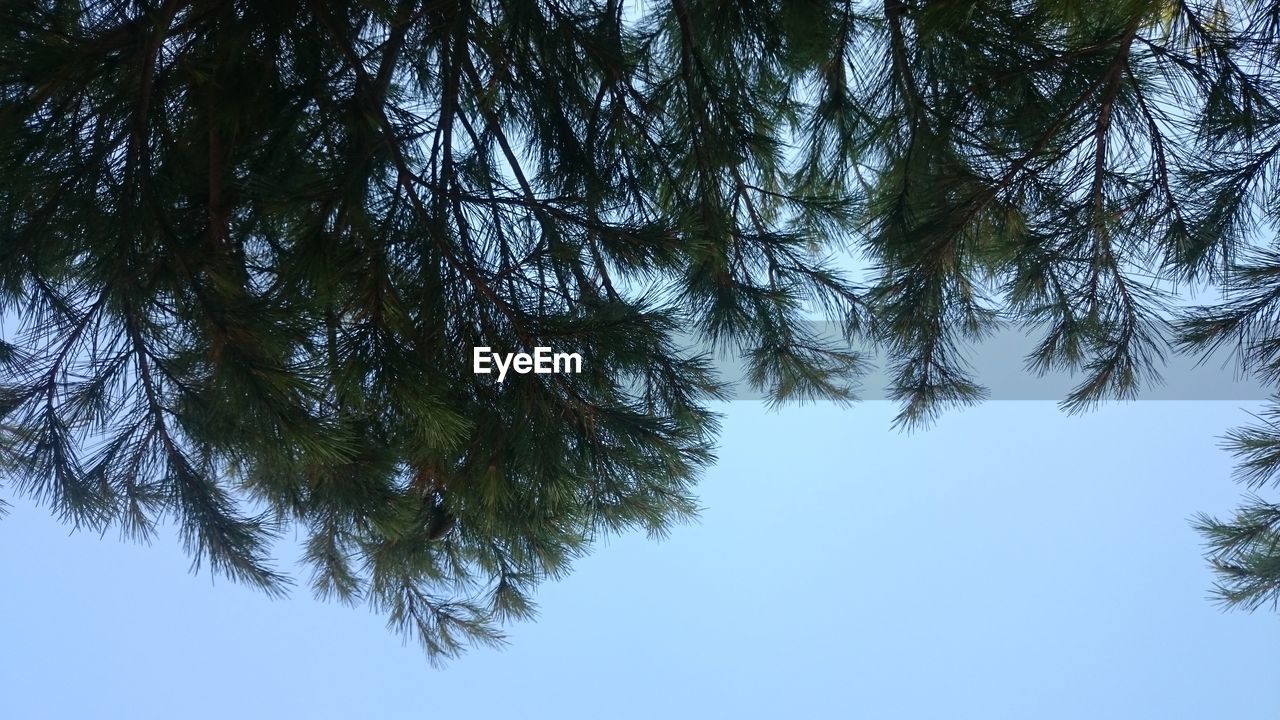 Low angle view of trees