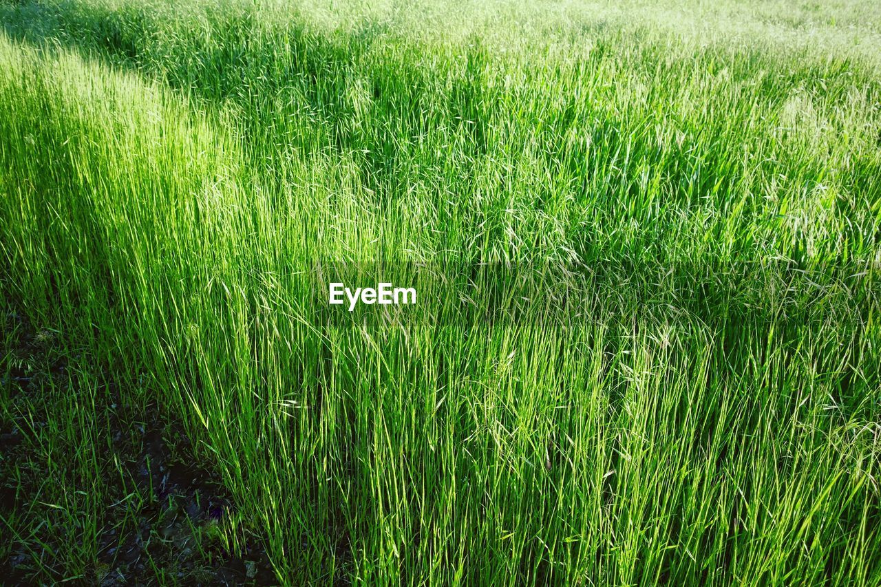 FULL FRAME SHOT OF CORN FIELD