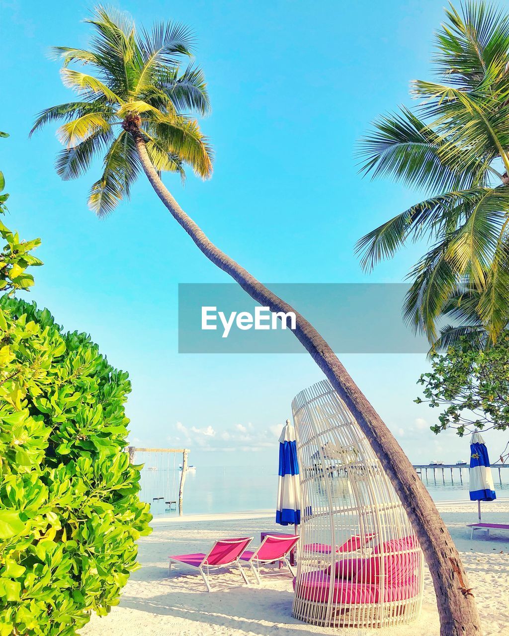 PALM TREE BY SWIMMING POOL AGAINST BLUE SKY