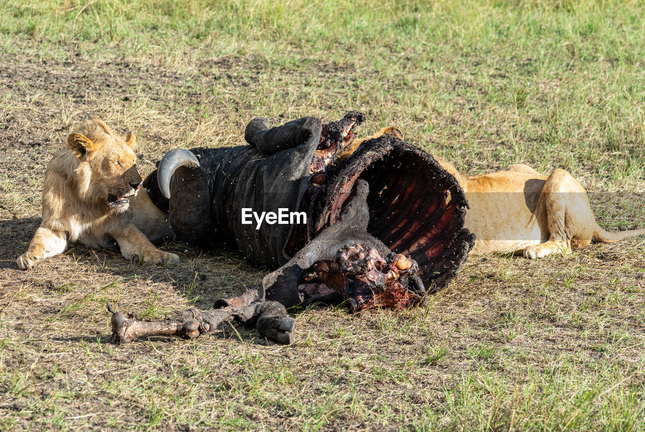 View of an death animal lying on land