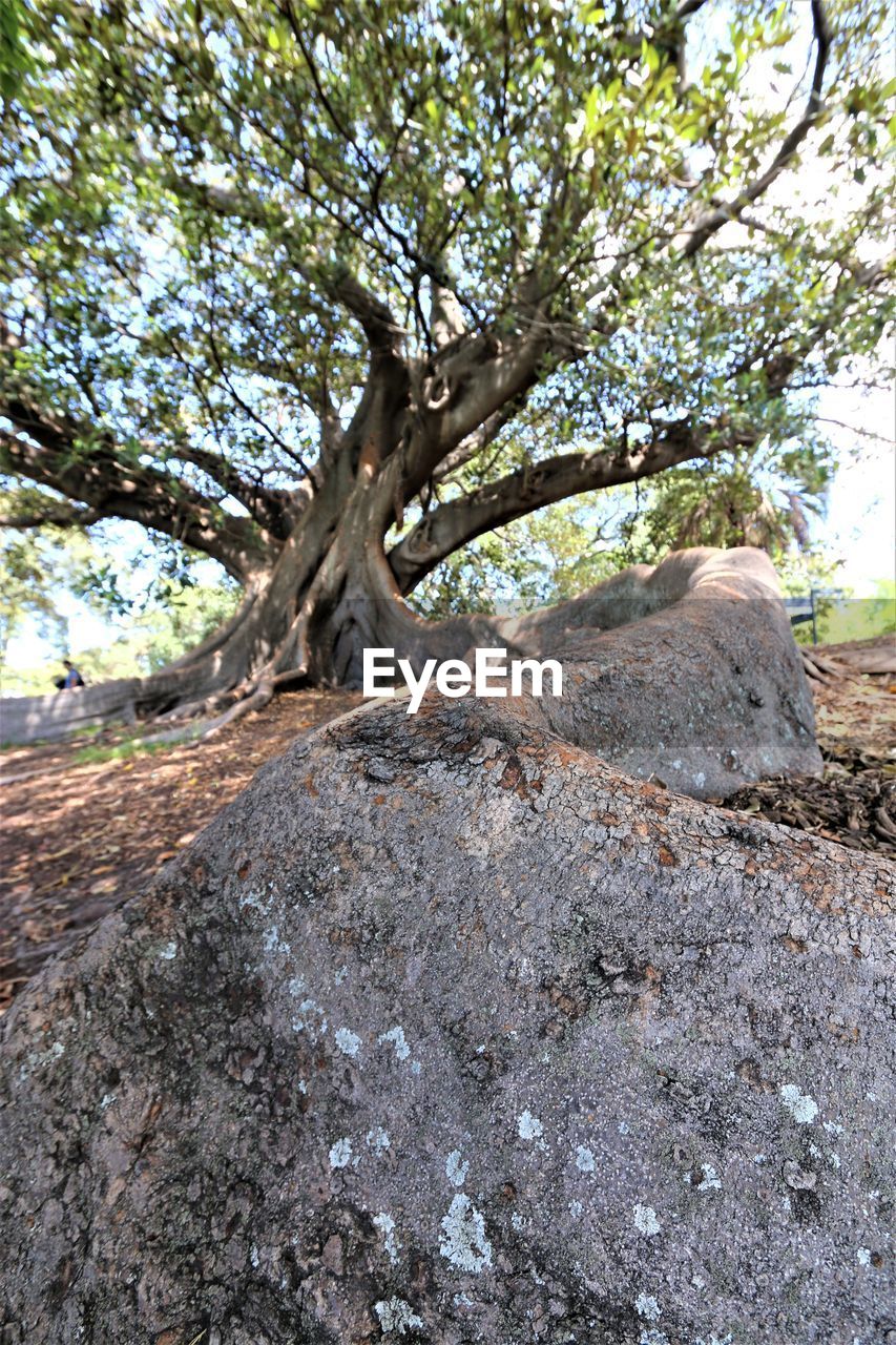 Trees on rock against sky