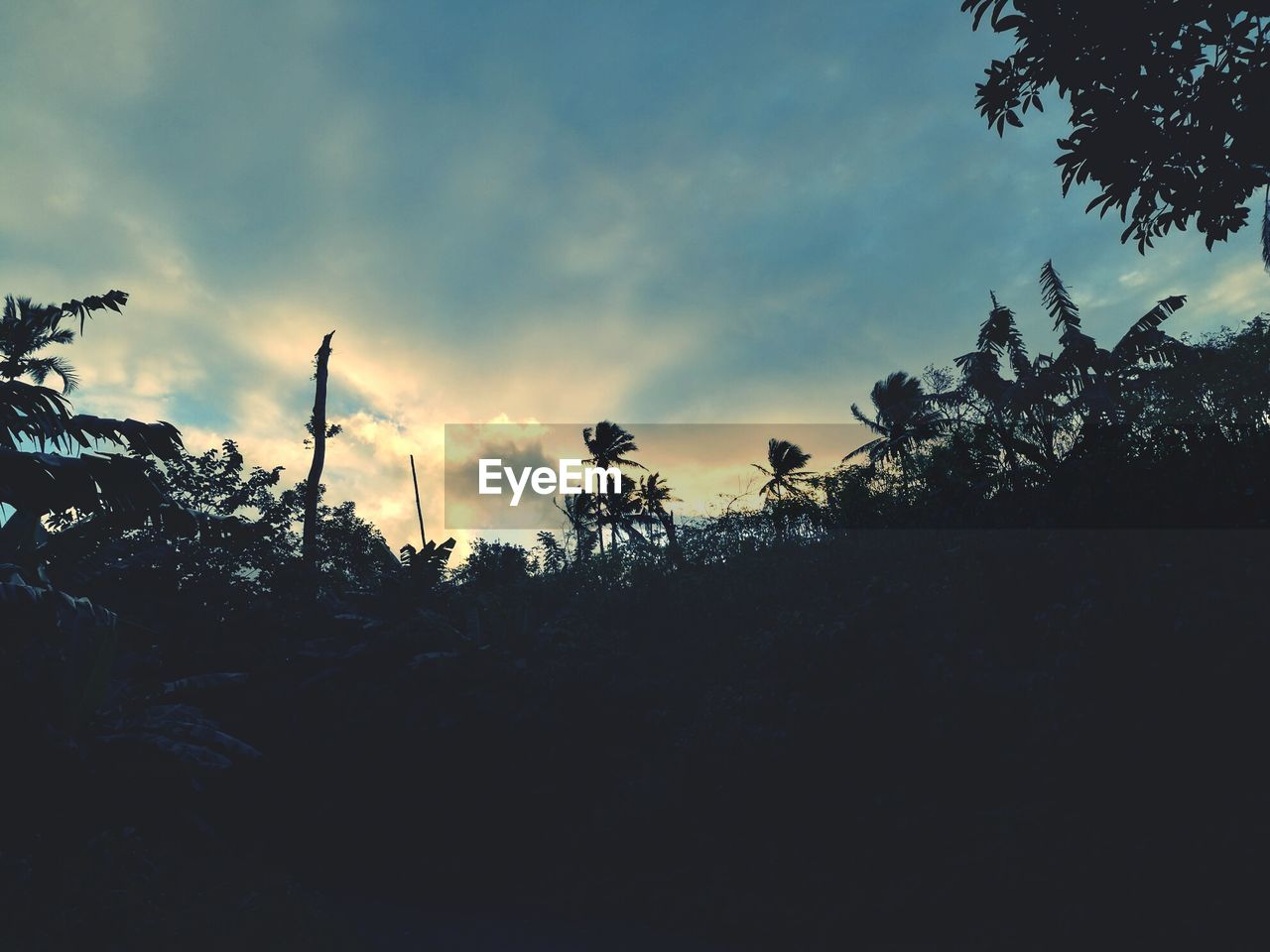 silhouette, cloud - sky, sky, sunset, nature, growth, tree, outdoors, no people, plant, day, beauty in nature, animal themes