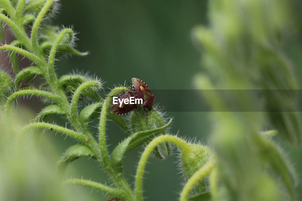 Close-up of insect on plant