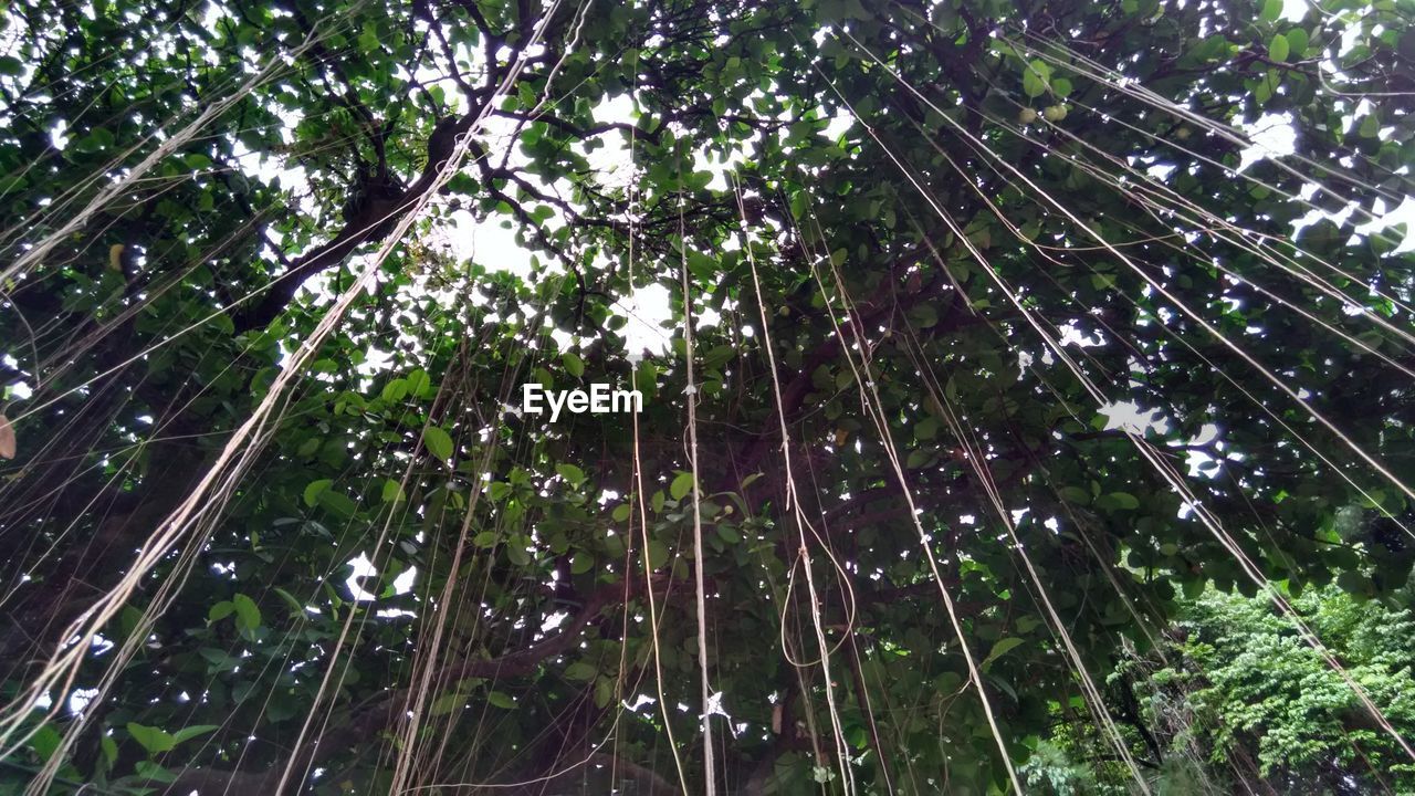 LOW ANGLE VIEW OF BAMBOO TREE