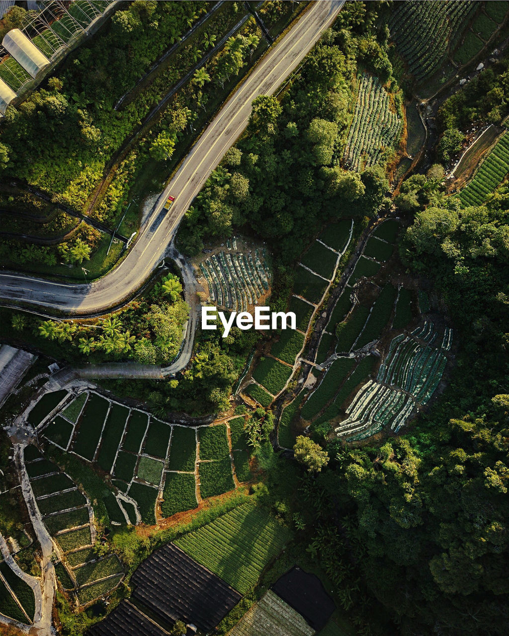 High angle view of trees by road