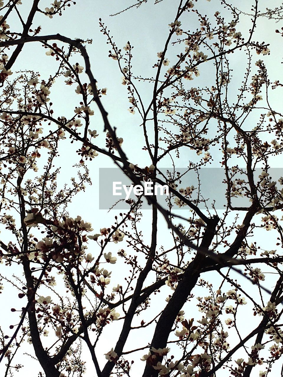 LOW ANGLE VIEW OF TREE AGAINST SKY