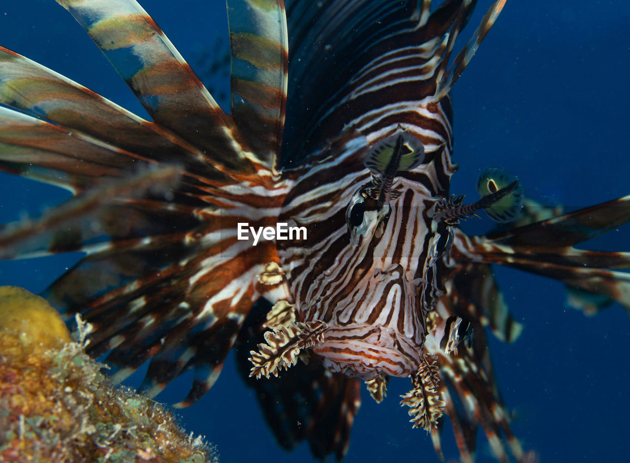 Close-up of fish swimming in sea
