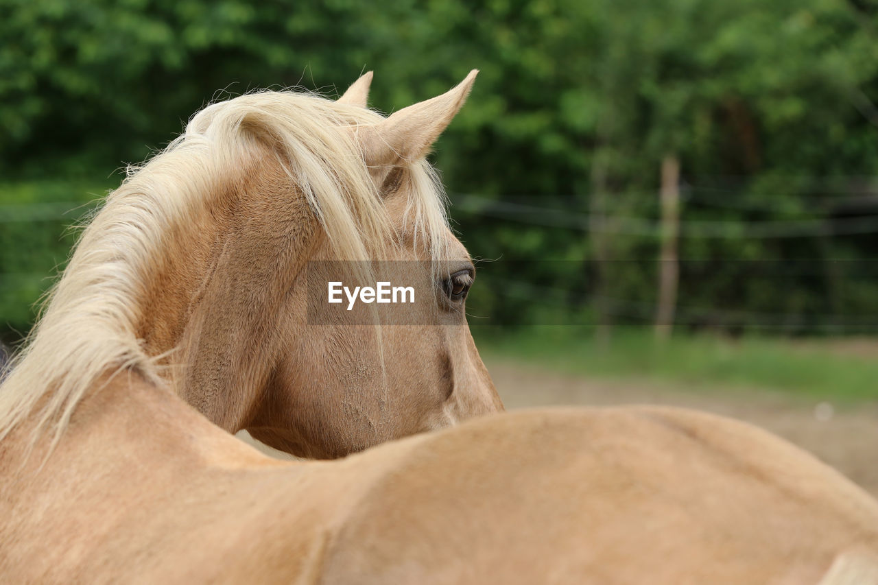 VIEW OF A HORSE ON FIELD