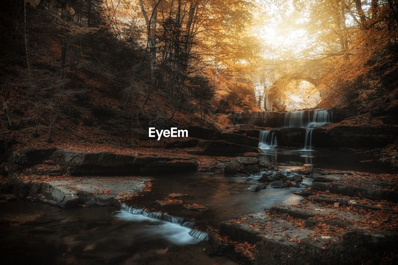 RIVER AMIDST TREES DURING AUTUMN