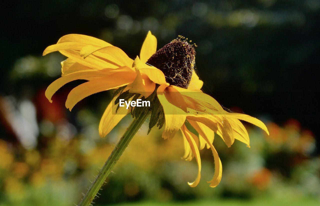 CLOSE-UP OF YELLOW FLOWER