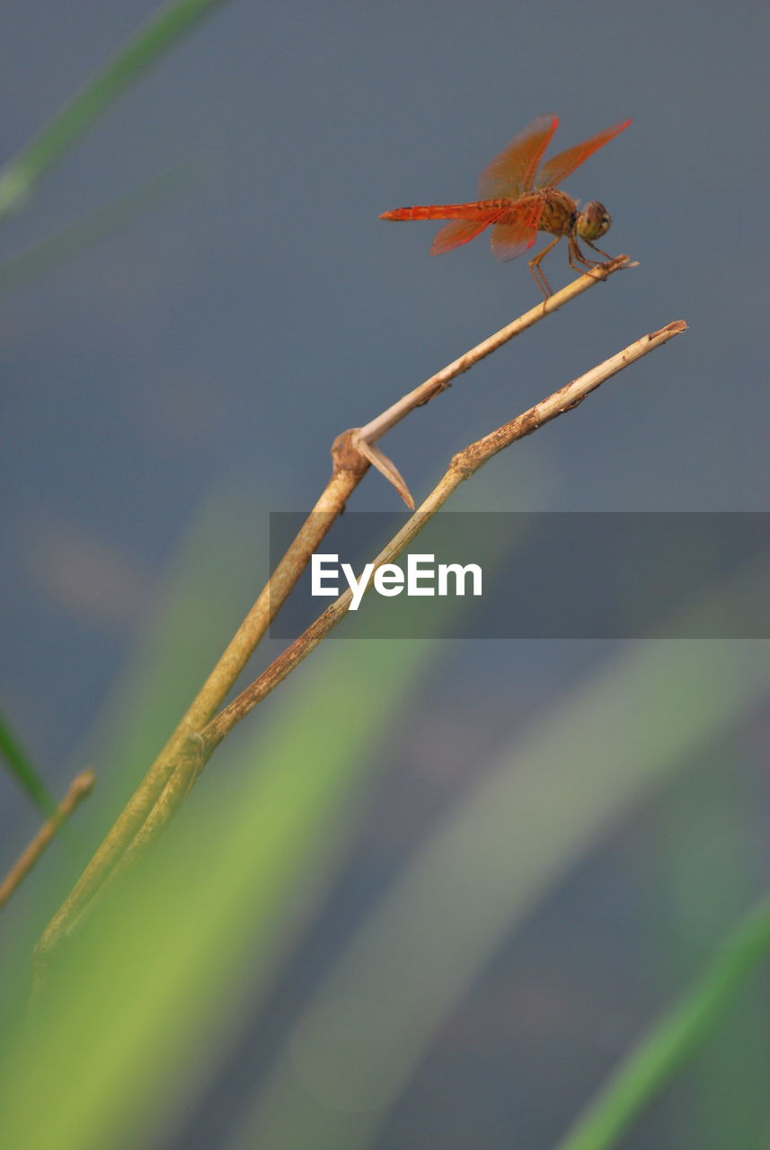 CLOSE-UP OF INSECT ON LEAF