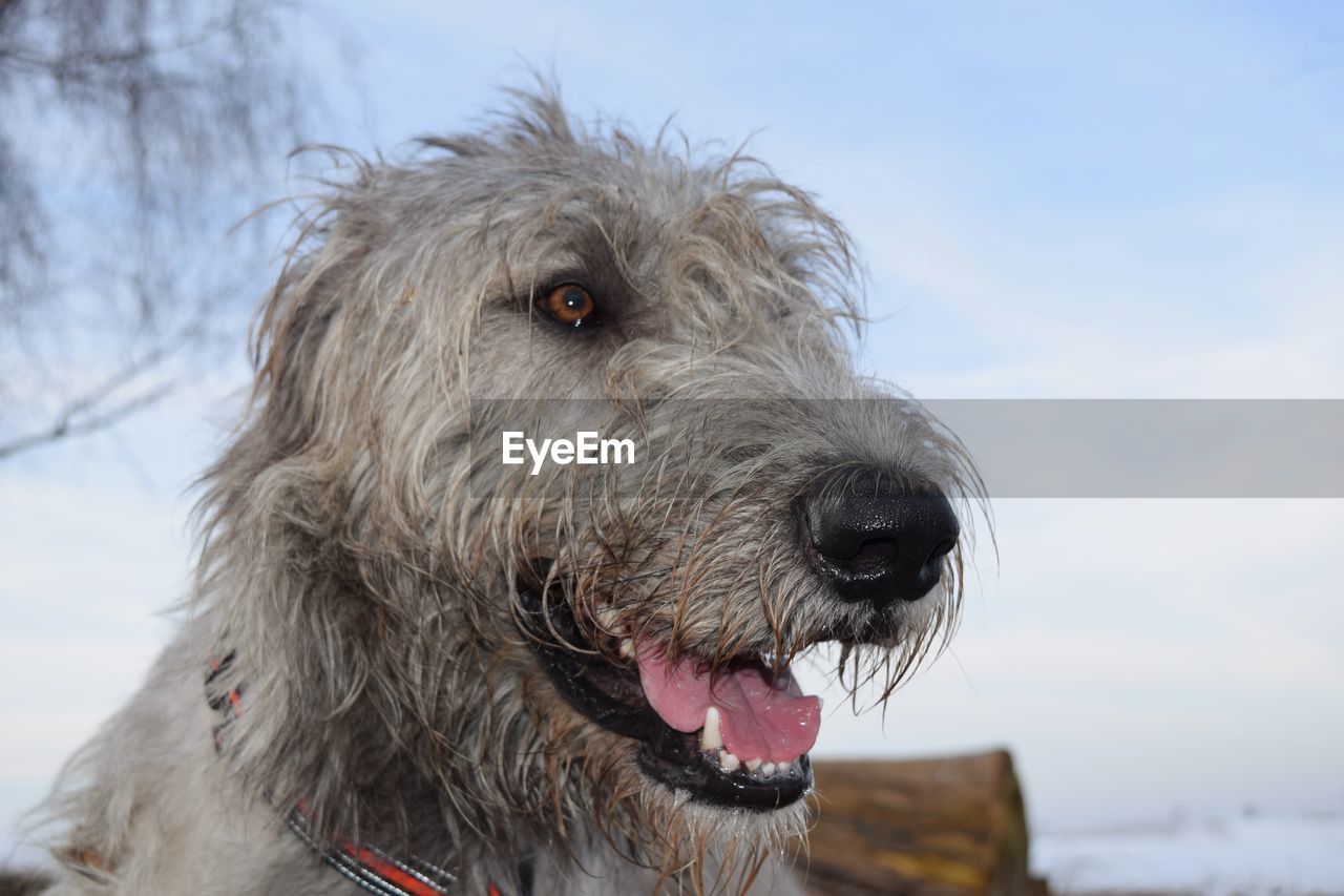 Close-up of dog against sky