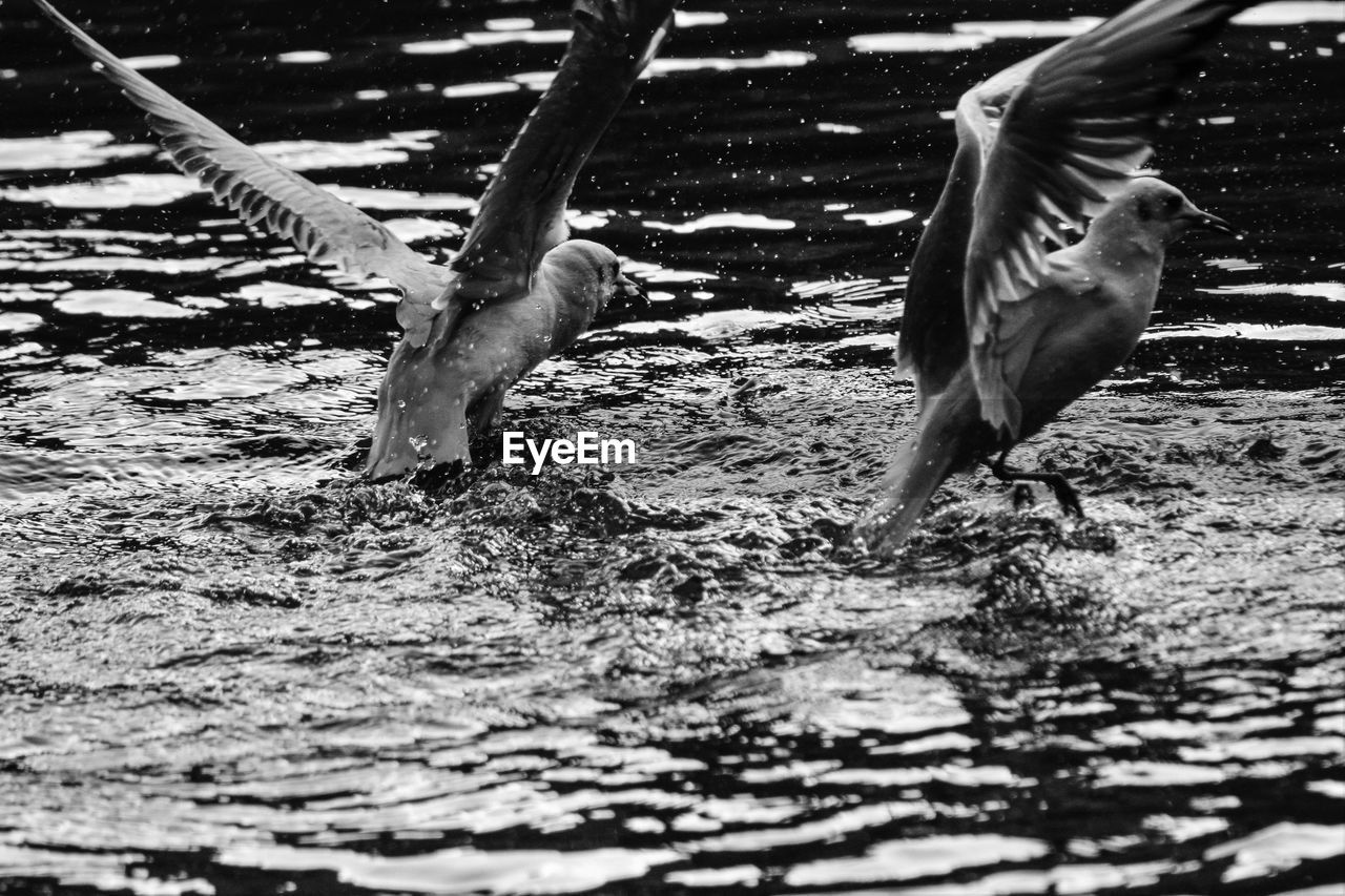 FLOCK OF BIRDS IN THE LAKE