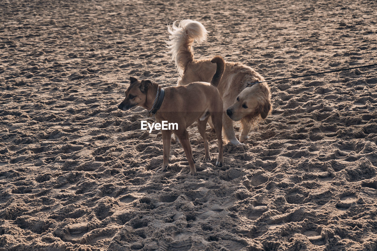 Two dogs meeting on a beach