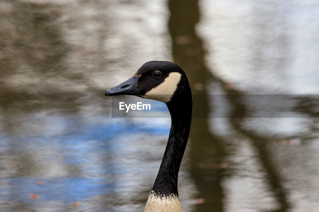 Profile of head and neck of a canada goose