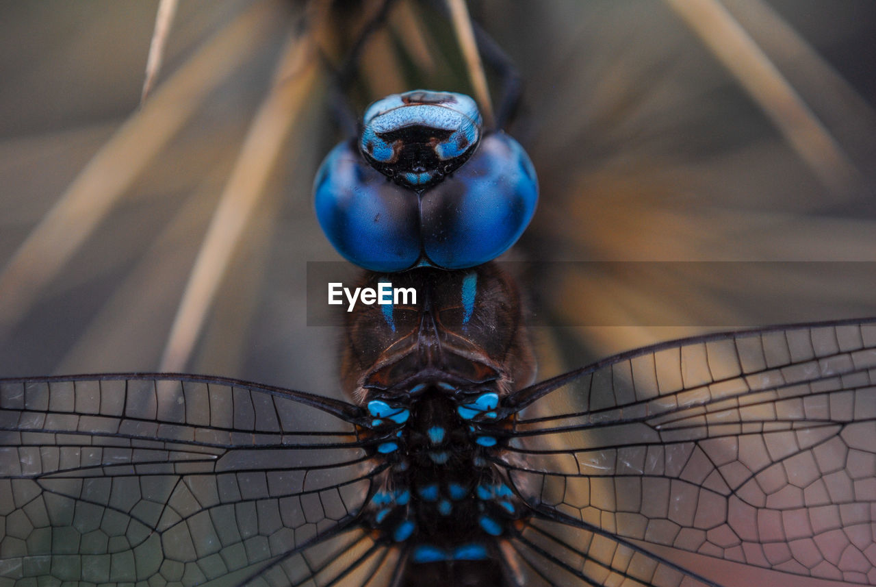 Macro of a dragonfly