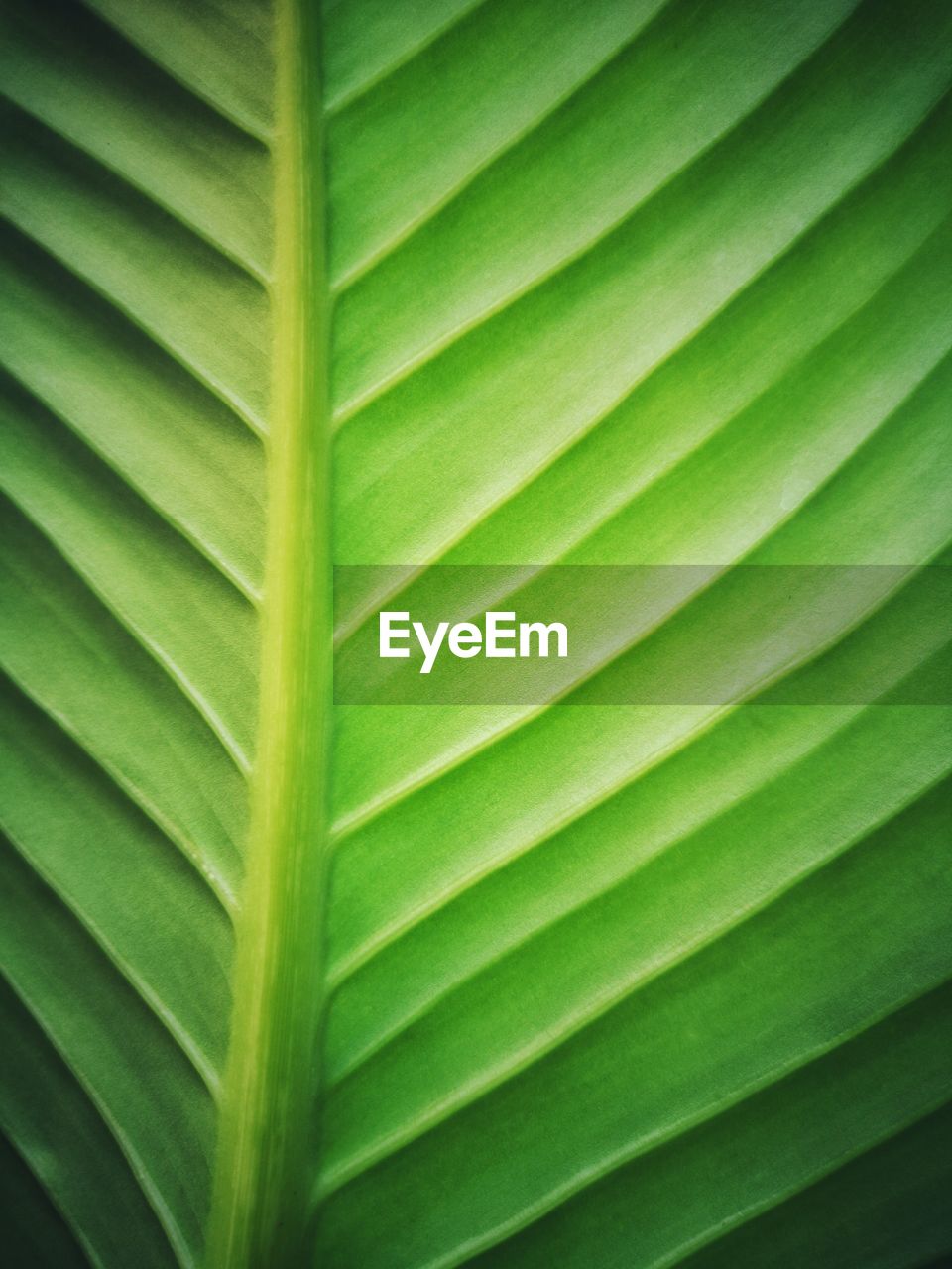 FULL FRAME SHOT OF PALM LEAF WITH LEAVES