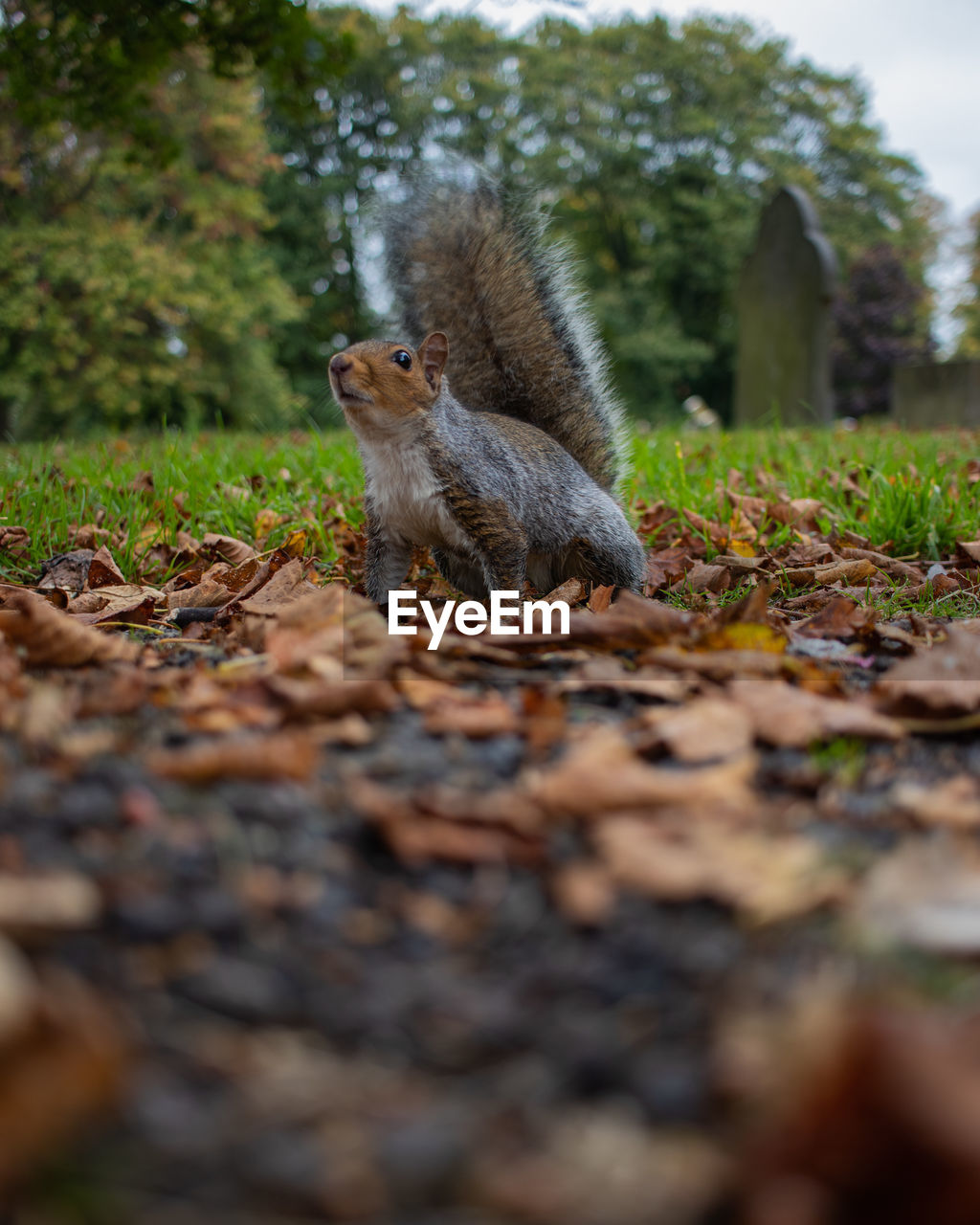 View of squirrel on land looking curious during autumn 
