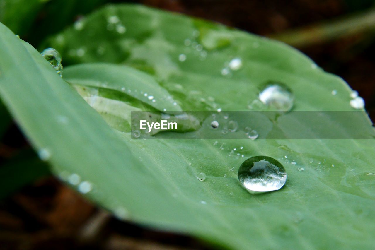 Close-up of raindrops on leaf during monsoon