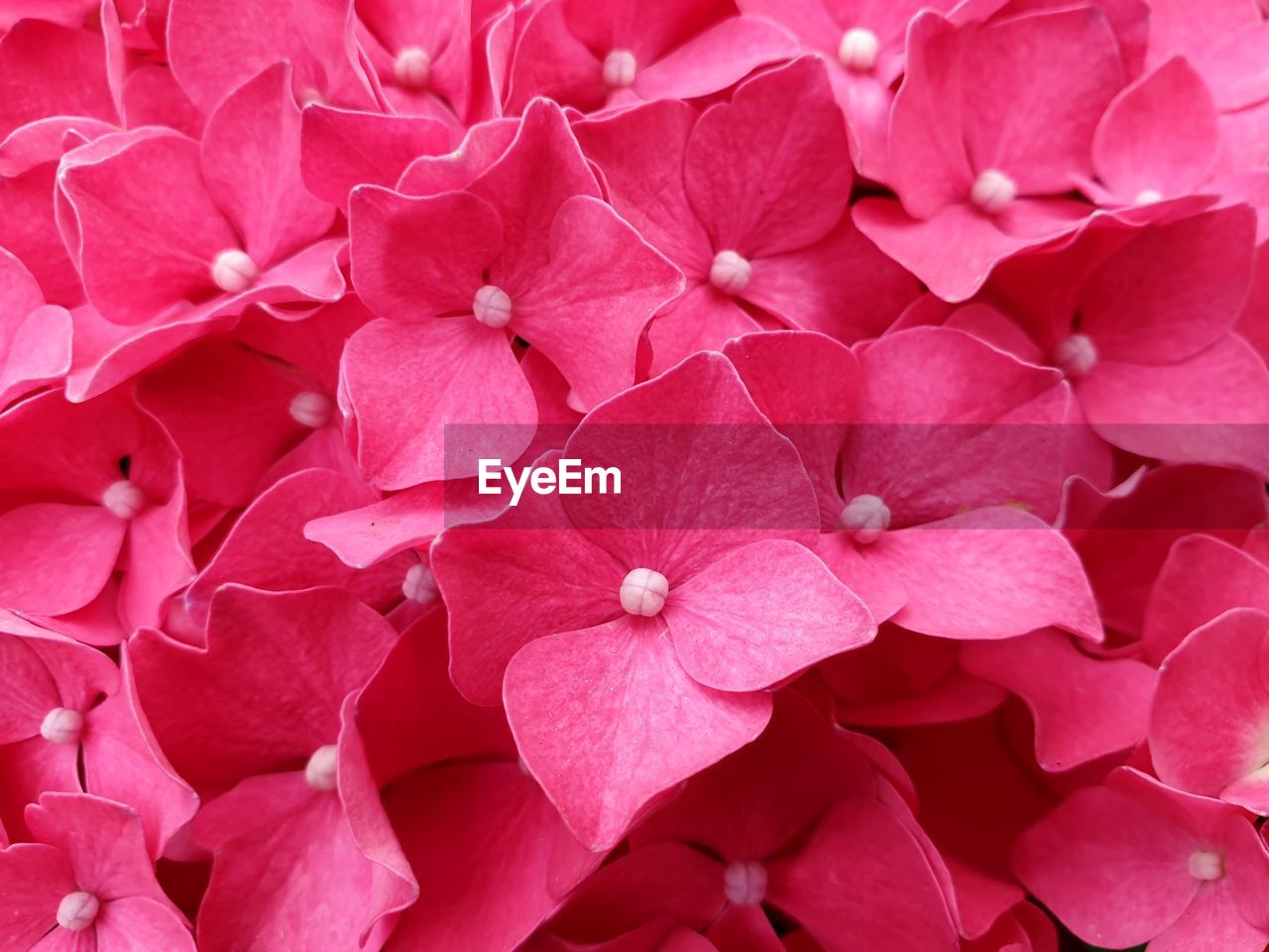 Full frame shot of pink hydrangea flowers