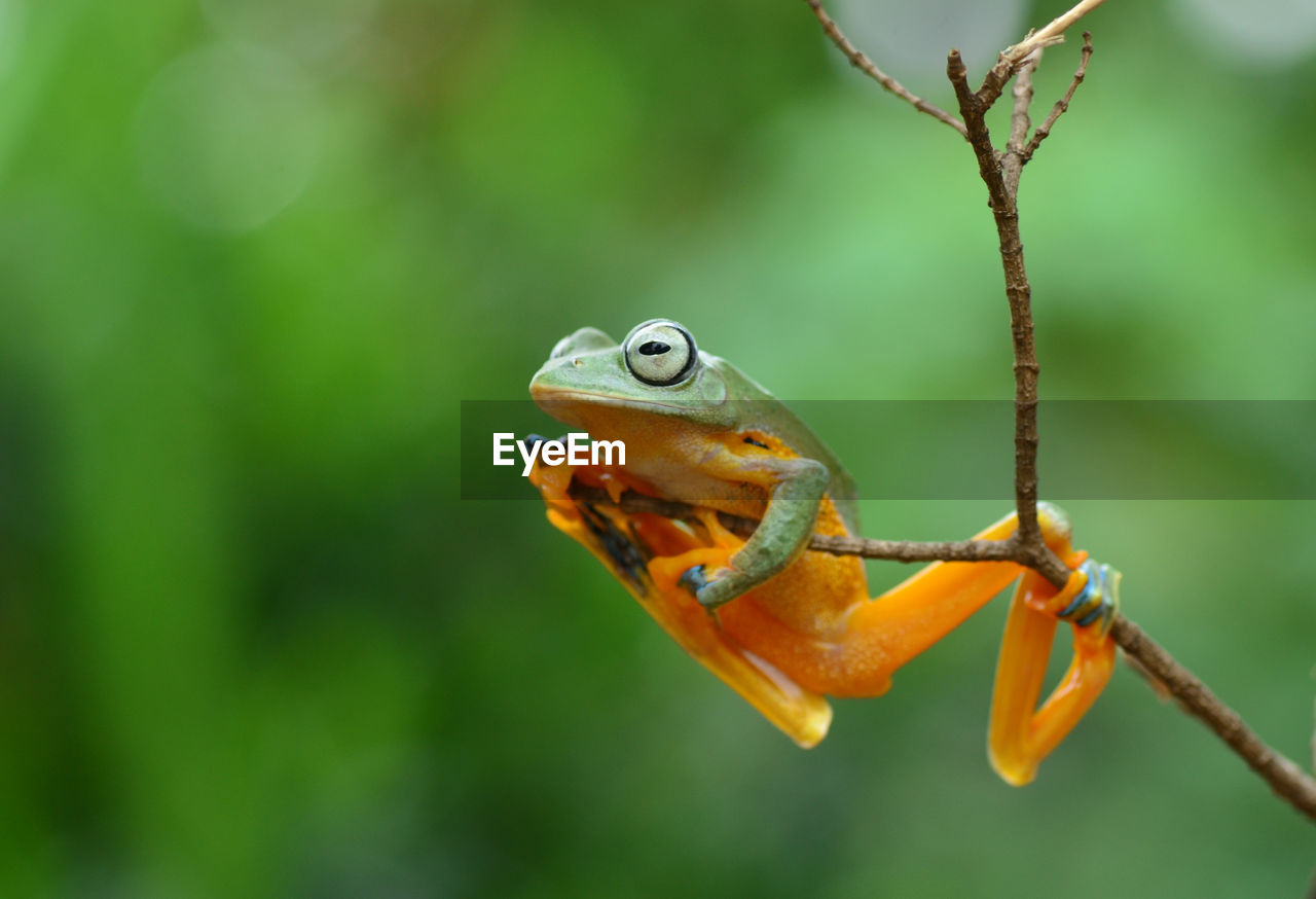close-up of frog on branch