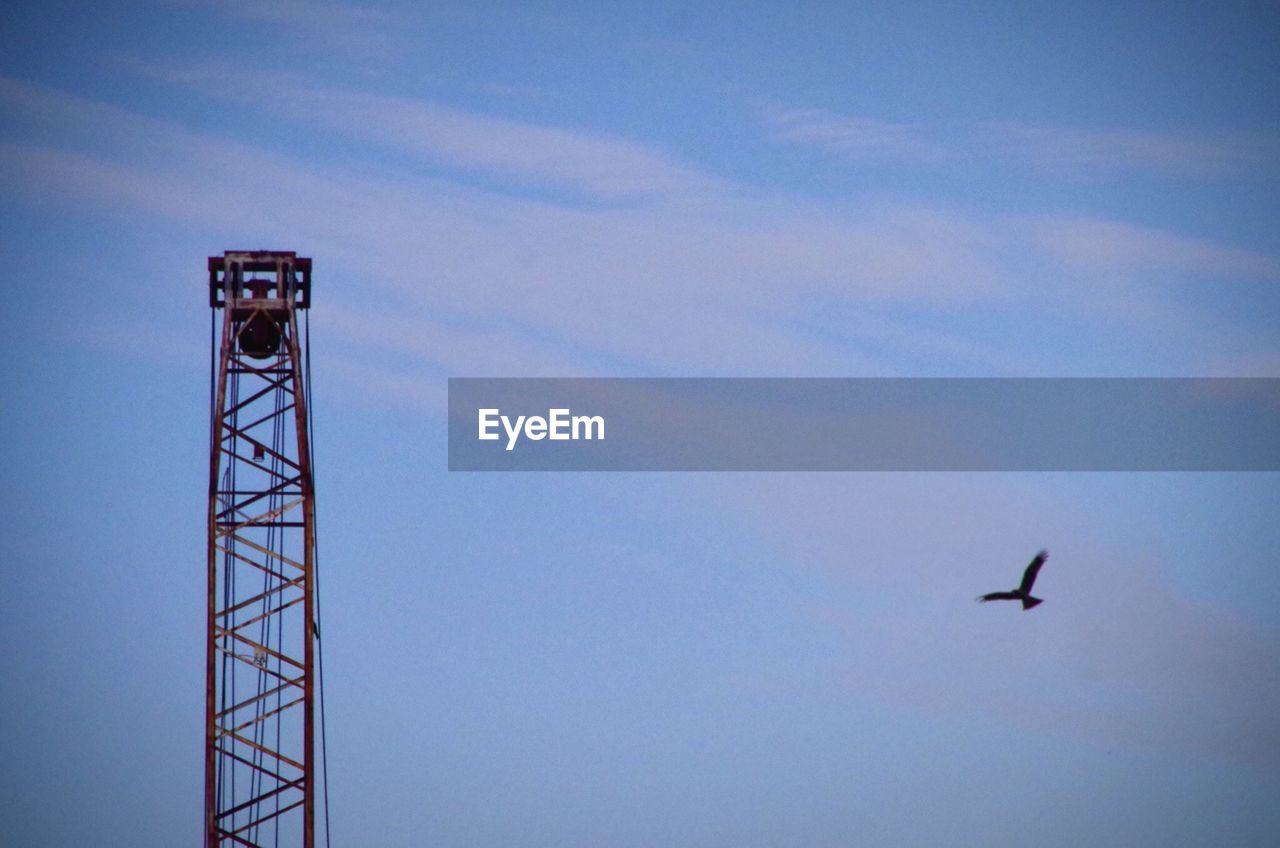 LOW ANGLE VIEW OF BIRDS FLYING IN SKY