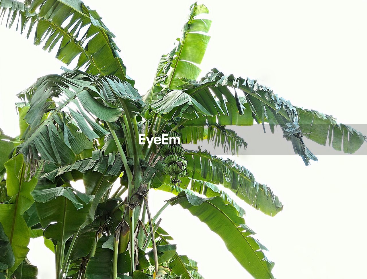 Low angle view of fresh banana tree against sky