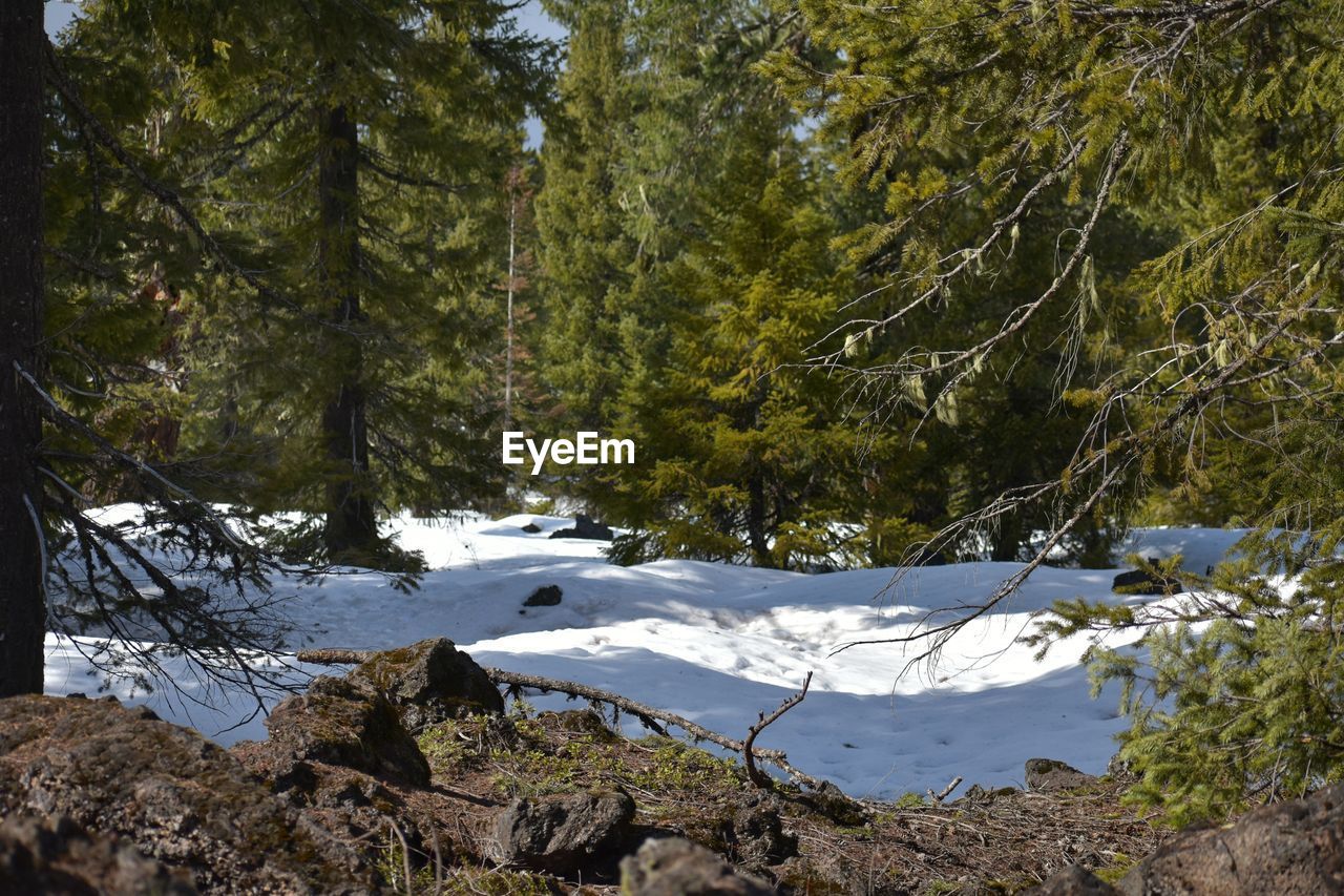 SCENIC VIEW OF FOREST DURING WINTER