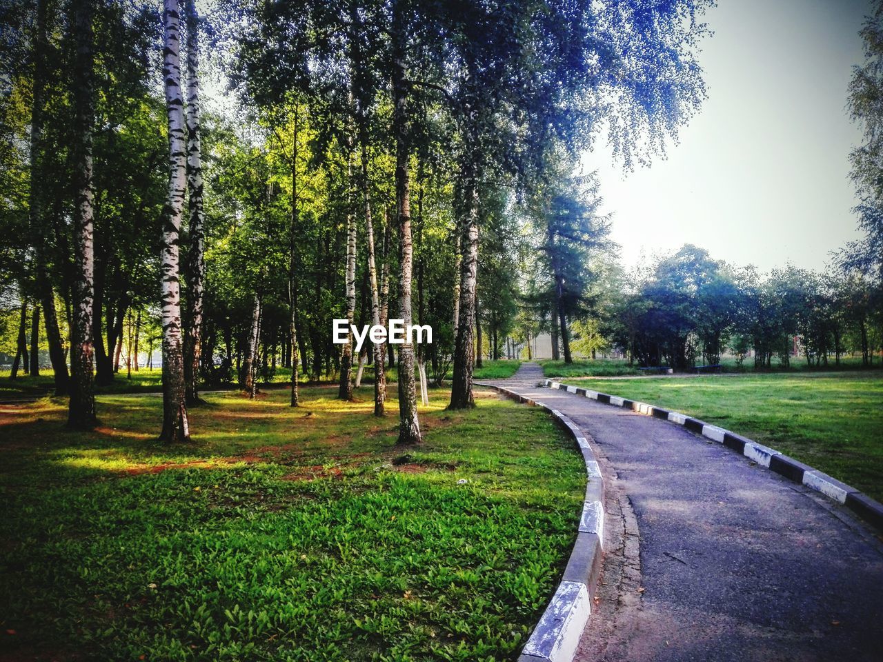 VIEW OF TREES IN PARK