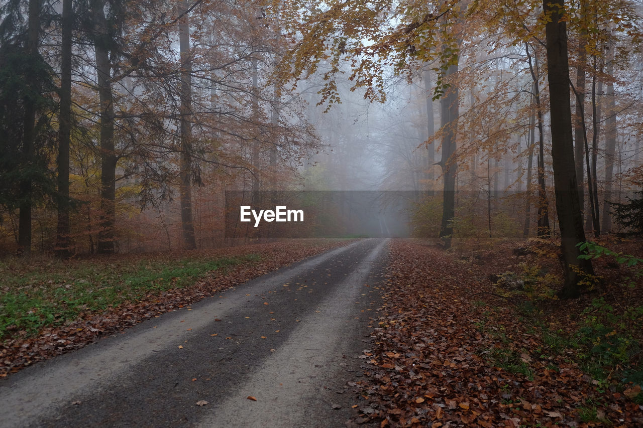 Road amidst trees in forest during autumn