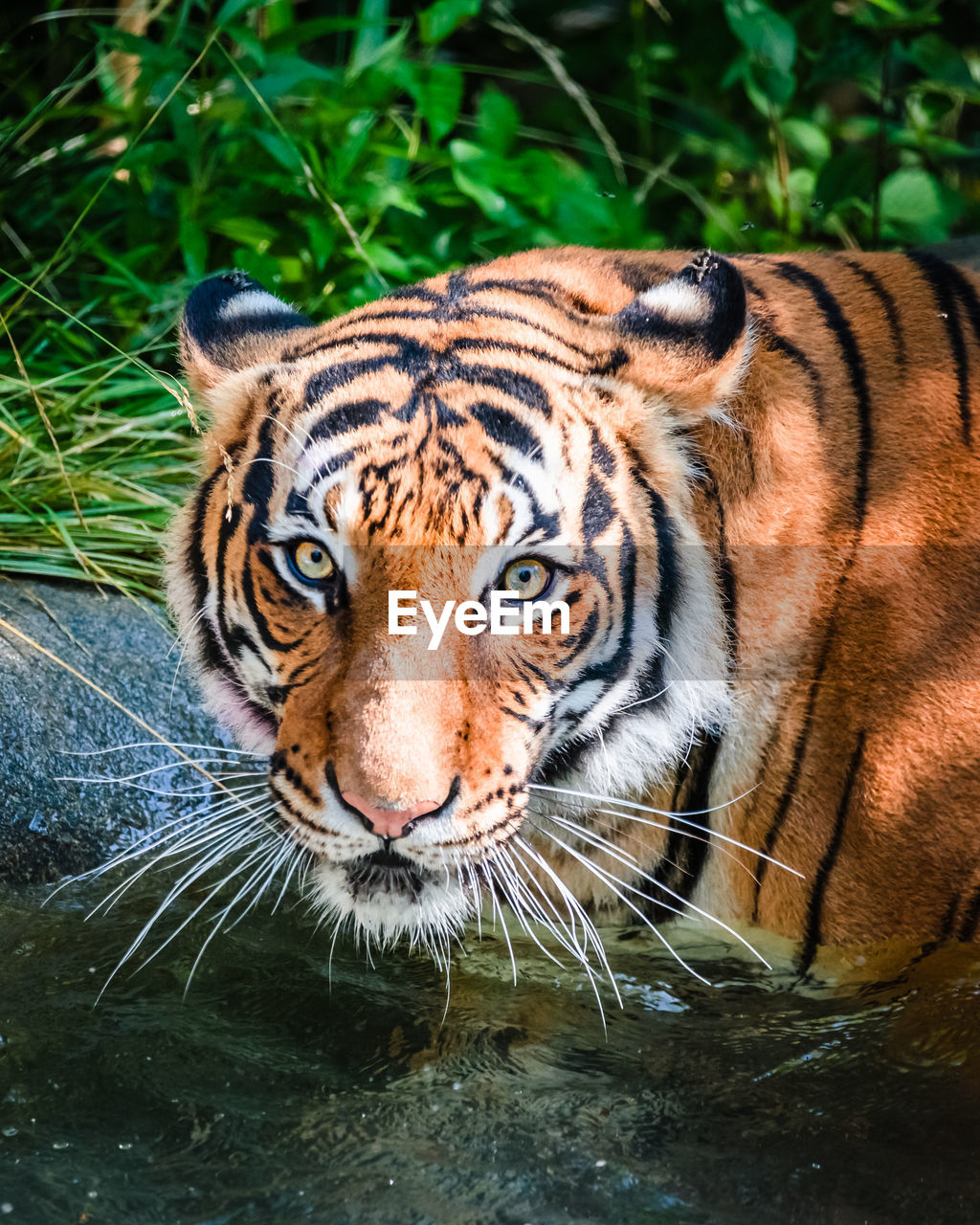 Portrait of tiger in water