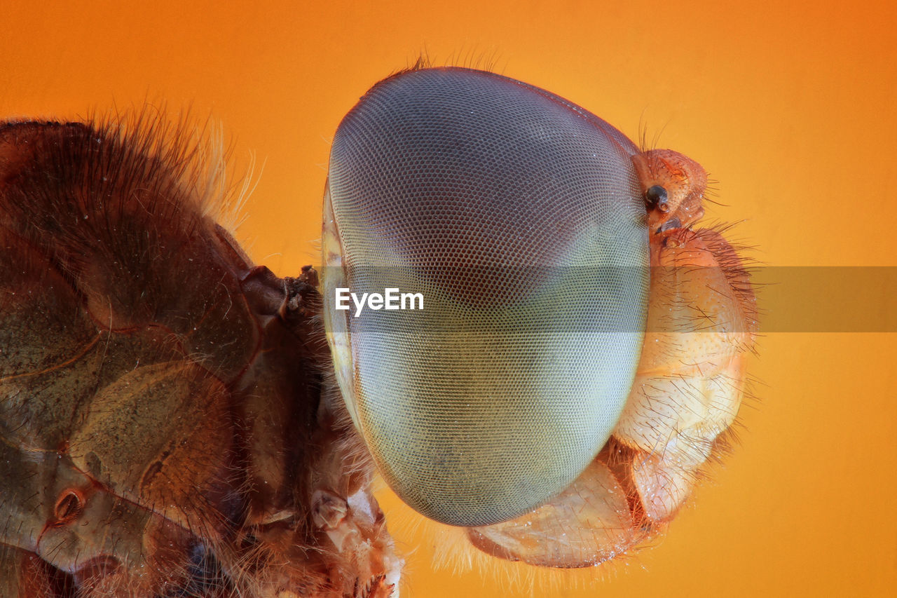 Close-up of fly