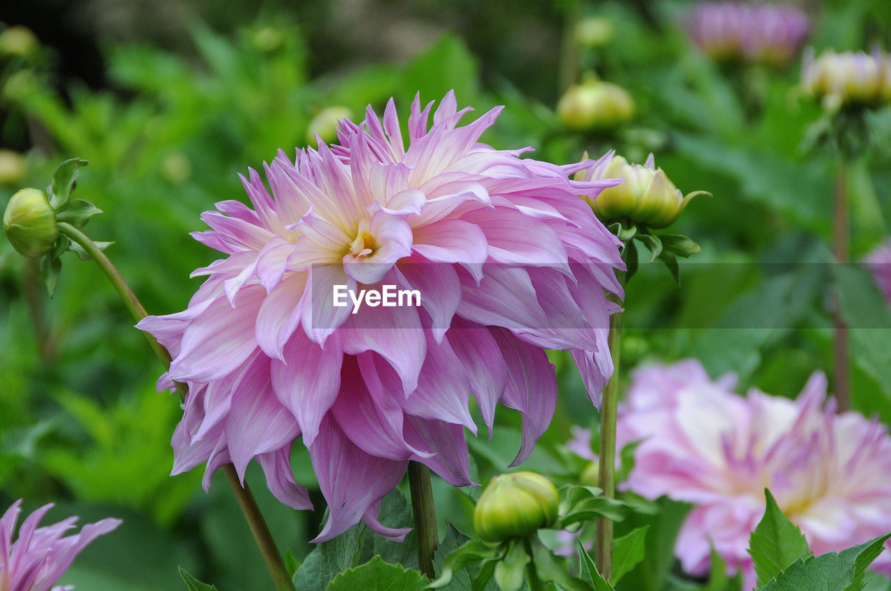 flower, flowering plant, plant, freshness, beauty in nature, pink, petal, close-up, nature, flower head, fragility, dahlia, inflorescence, growth, plant part, leaf, focus on foreground, no people, outdoors, purple, springtime, blossom, botany, green, day, summer