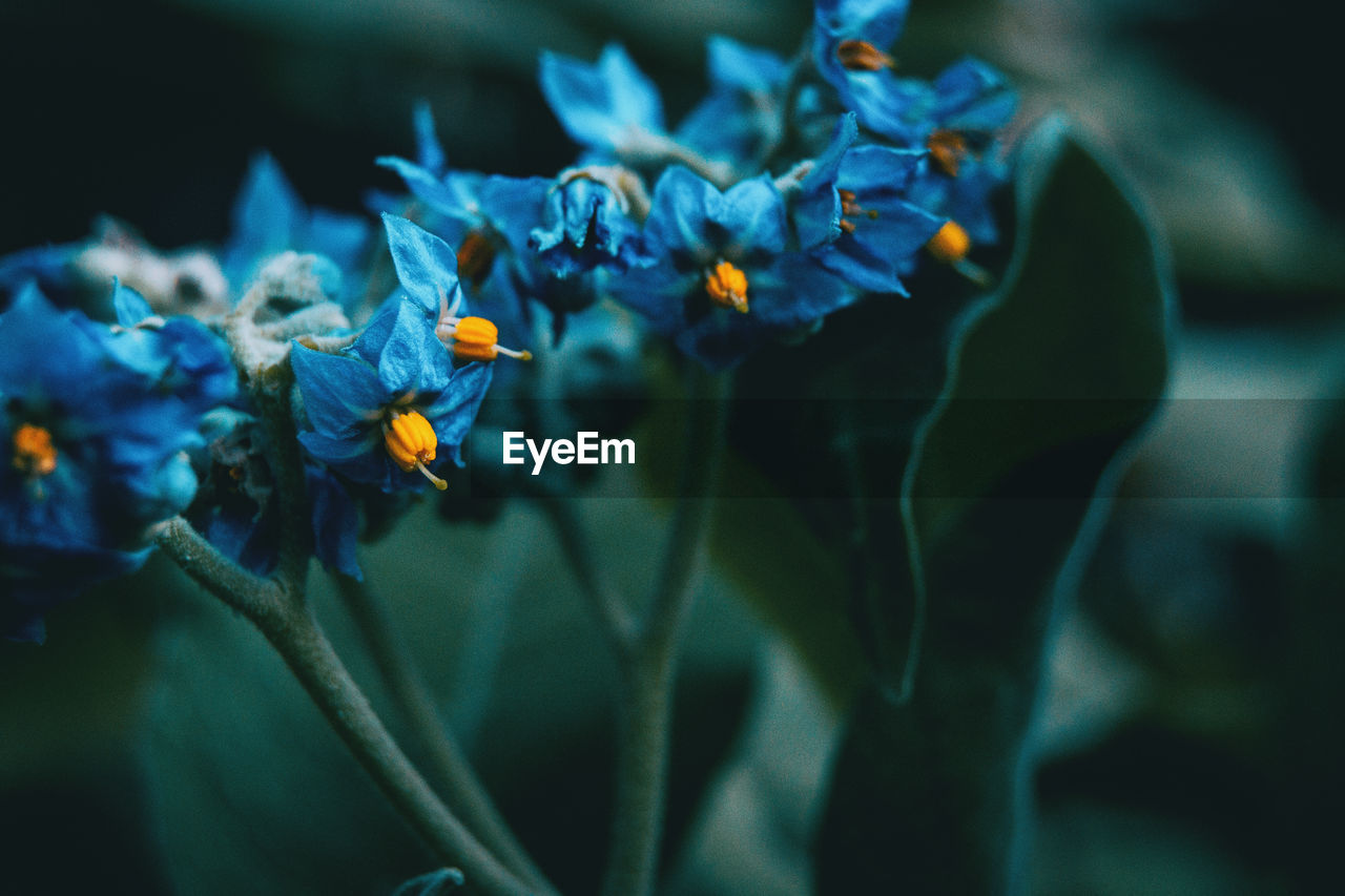 Close-up of purple flowering plant