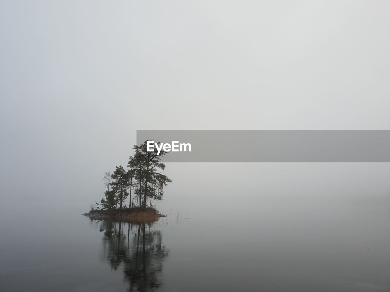 Tree by lake against sky during foggy weather